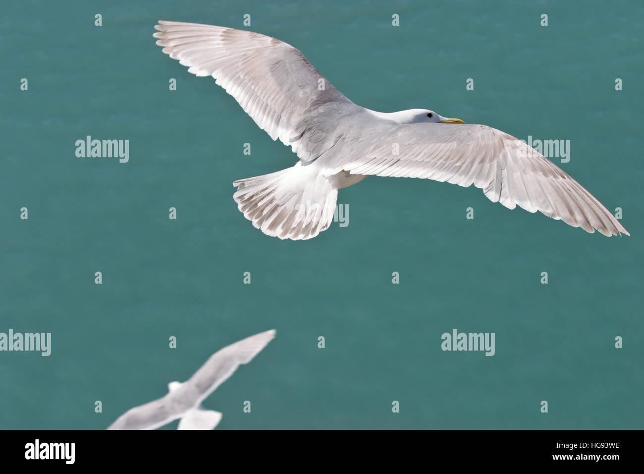 Zwei Möwen fliegen über grünen farbigen Ozean in der Nähe von Alaska. Von oben fotografiert. Stockfoto