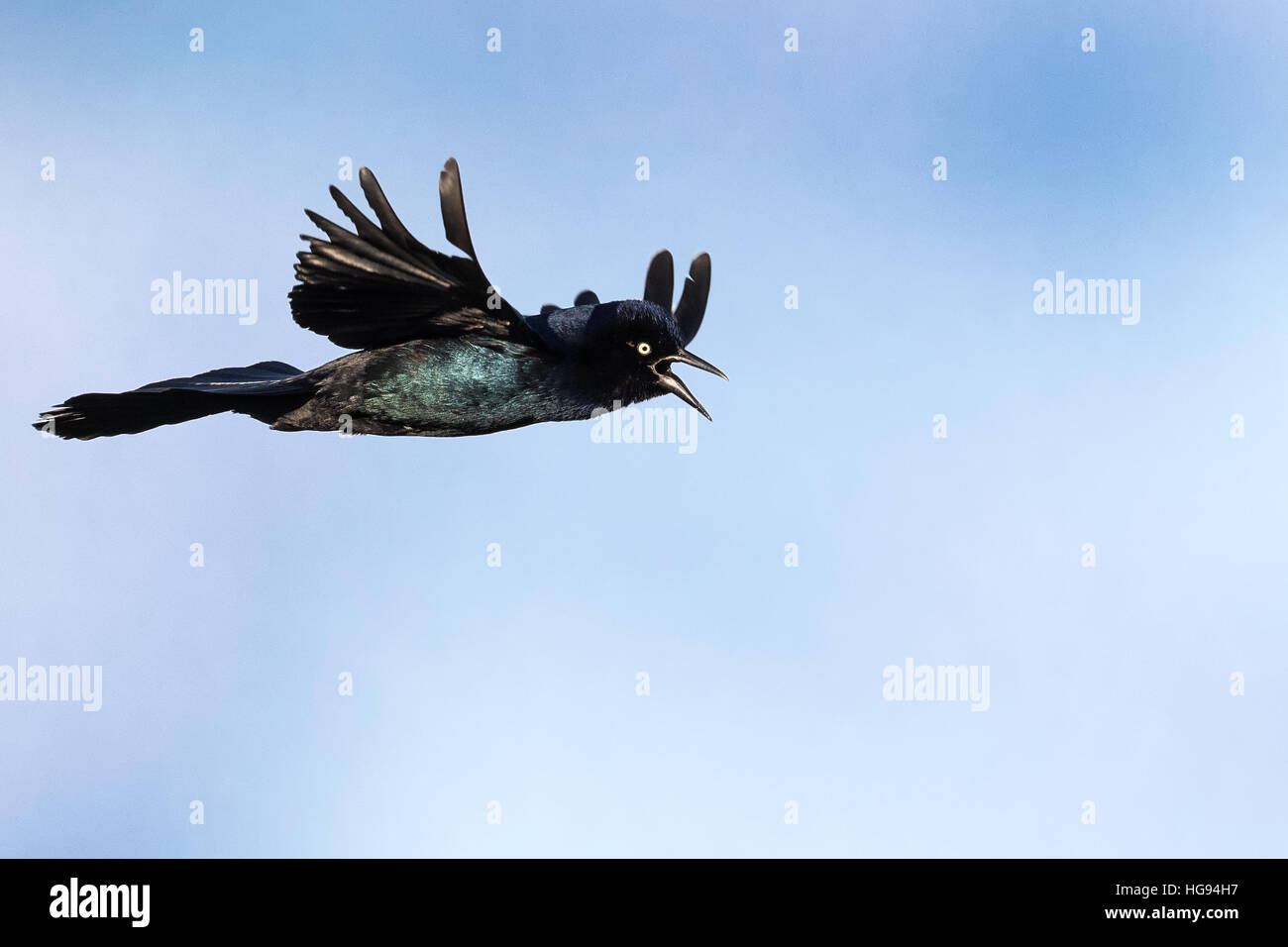 Boot-angebundene Grackle (Quiscalus großen) Flug und vocalizing Stockfoto