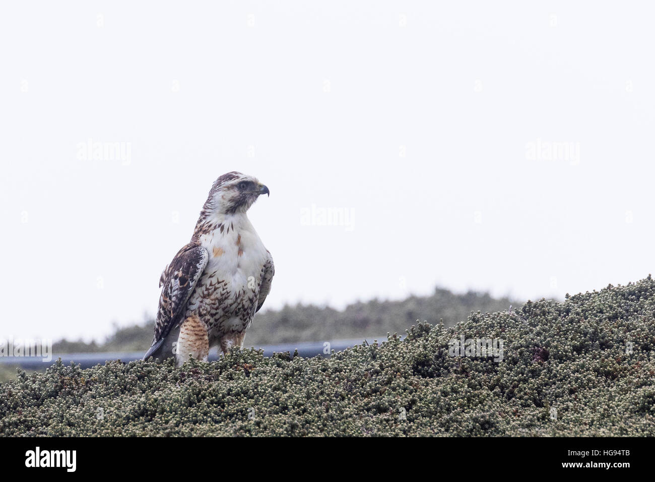 Variable Hawk auf Kadaver Insel in den Falkland-Inseln Stockfoto