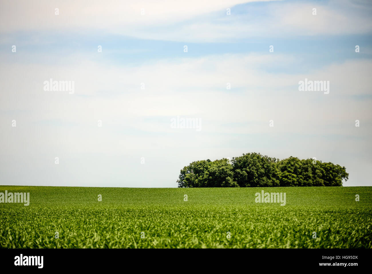 Midwest USA Maisfeld mit Bäumen Stockfoto