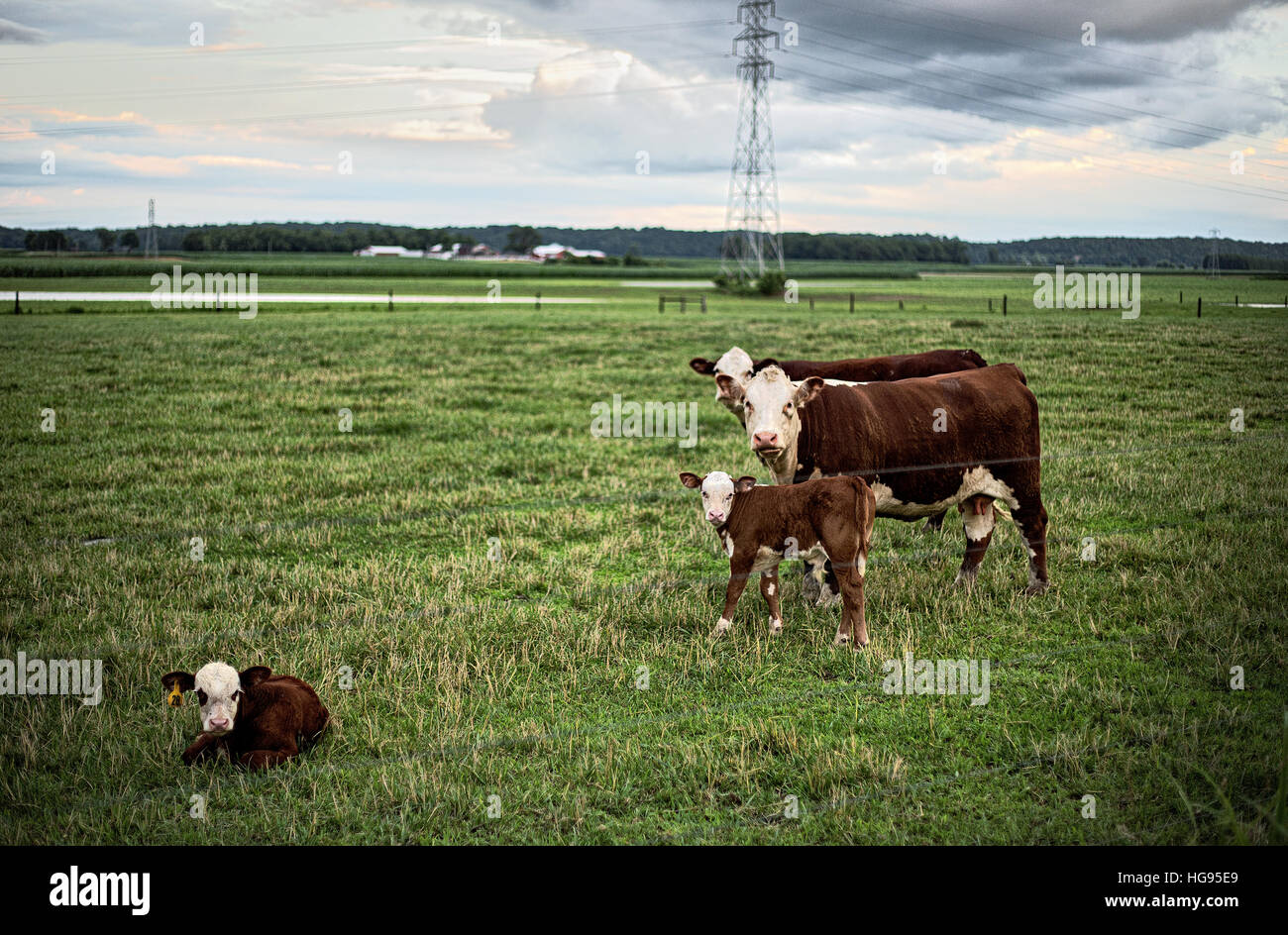 Kühe, die Kamera in einem Feld unter grauem Himmel starrte Stockfoto