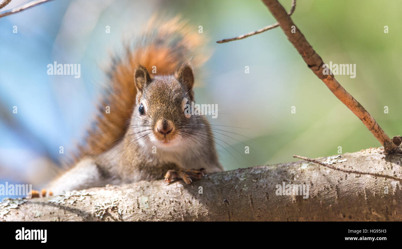 Eichhörnchen, schnelle kleine Waldbewohner Pausen nur für eine Sekunde, auf Zweigen, herumlaufen sieht in die Kamera. Stockfoto