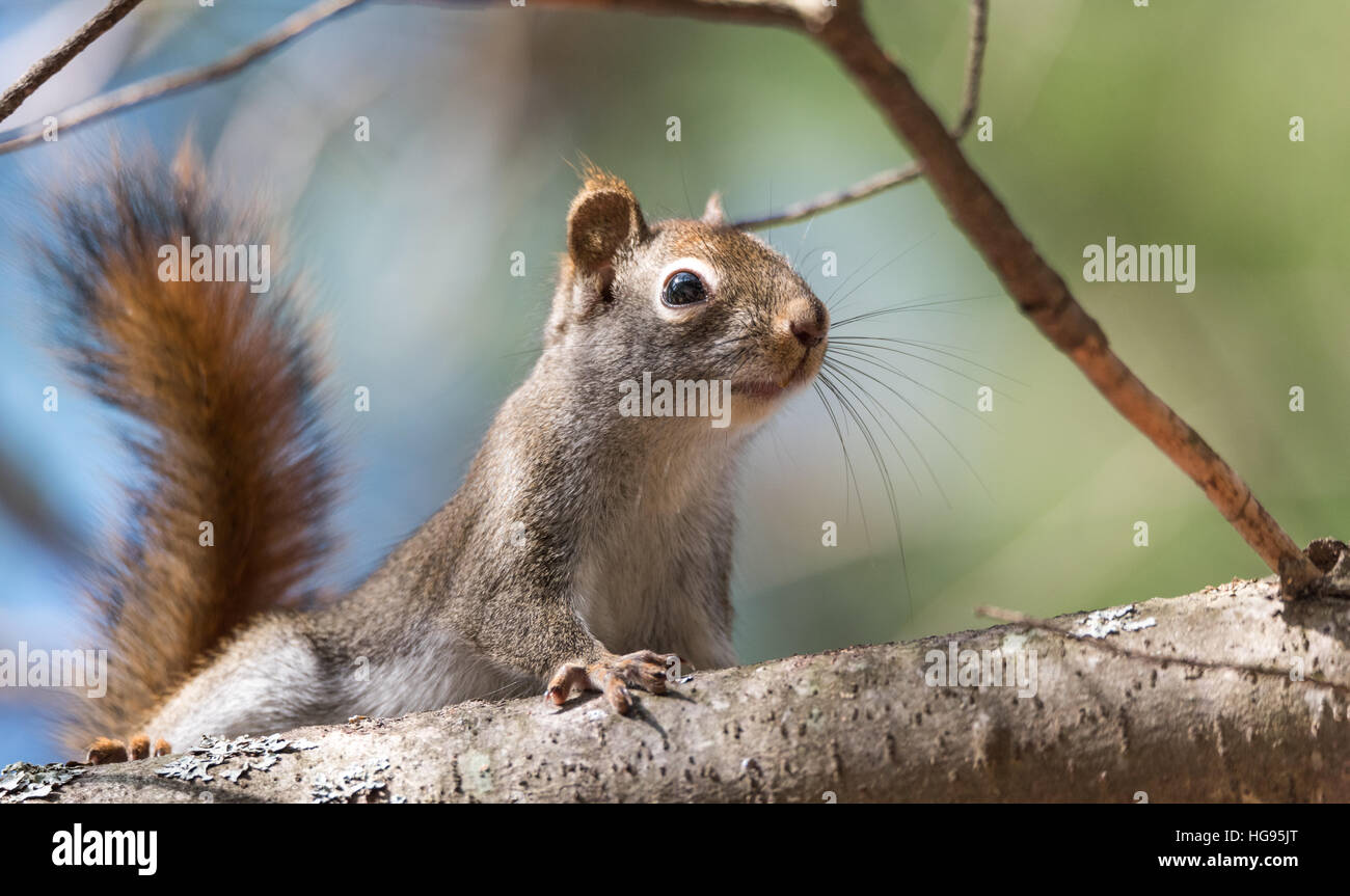 Eichhörnchen, Pausen schnell kleine Waldbewohner nur für eine Sekunde auf Zweigen herumlaufen. Stockfoto