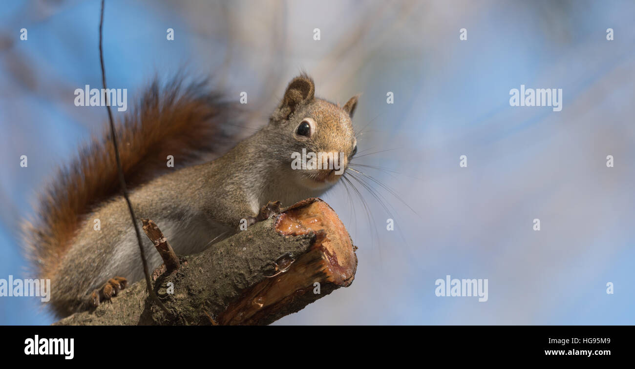 Liebenswert, Frühling rote Eichhörnchen, hautnah und Blick in die Kamera, sitzen Sie auf einem gebrochenen Zweig stumpf auf einer Kiefer. Stockfoto