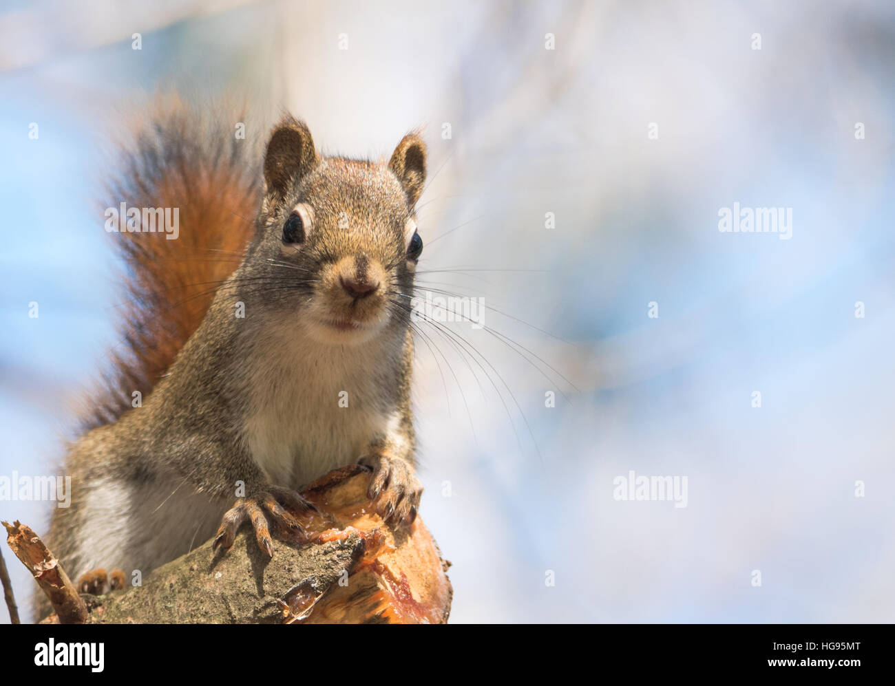 Eichhörnchen, Blick in die Kamera, schnelle kleine Waldbewohner Pausen nur für eine Sekunde, herumlaufen auf Ästen in Bäumen Stockfoto