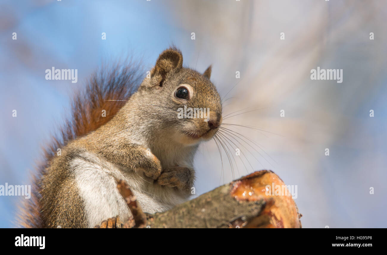 Eichhörnchen, nah, sitzen oben auf einem Ast stumpf auf eine Tanne, Pfoten, Brust versteckt. Stockfoto