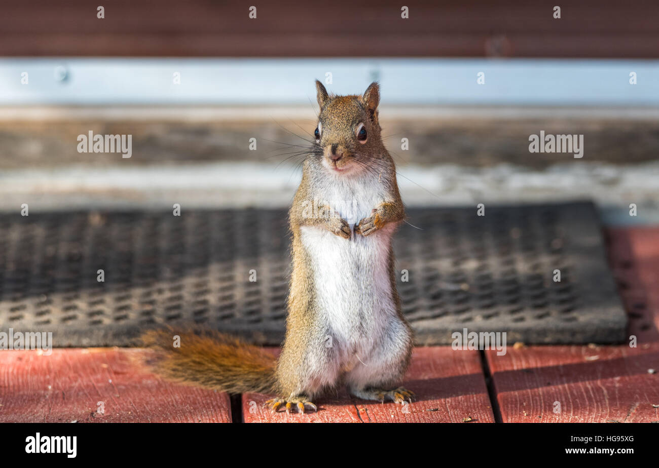 Liebenswert, Frühling rote Eichhörnchen, Nahaufnahme, stehend auf einem Deck vor eine Fußmatte, Pfoten, Brust versteckt. Stockfoto