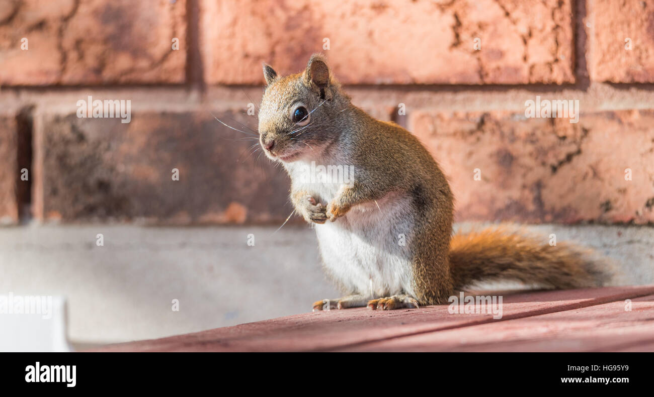 Liebenswert, sitzt Frühling rote Eichhörnchen, nah, auf einem Deck, Pfoten, Brust versteckt. Stockfoto