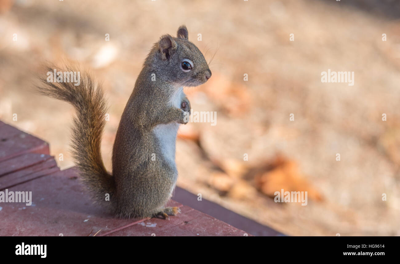 Liebenswert, stehend Frühling rote Eichhörnchen, nah, auf einem Deck, Pfoten, Brust versteckt. Stockfoto