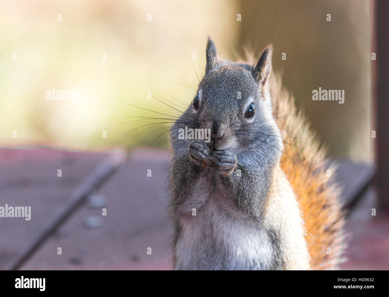 Liebenswerte, Frühling rote Eichhörnchen, Nahaufnahme, oben auf dem Deck sitzen, Essen Samen und Fütterung. Stockfoto