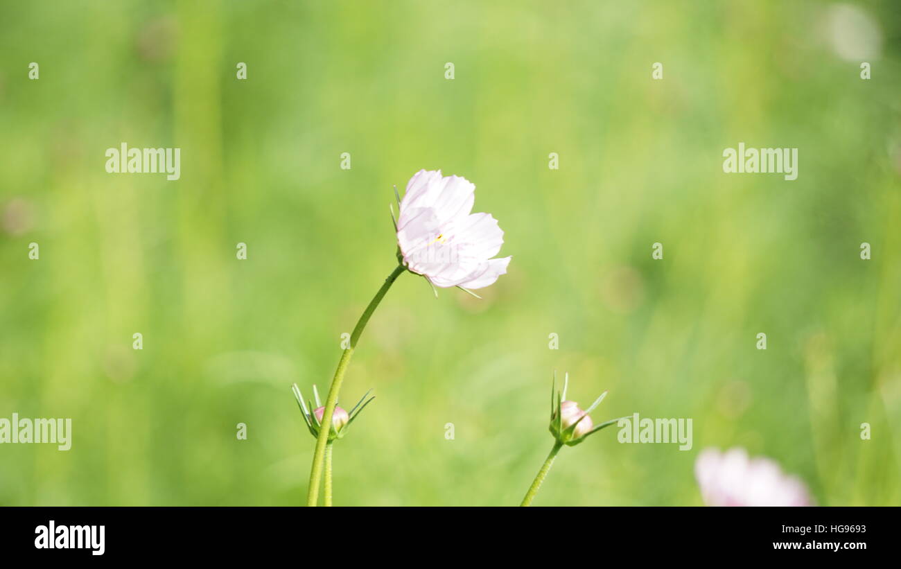Niedlichkeit in weiß Stockfoto
