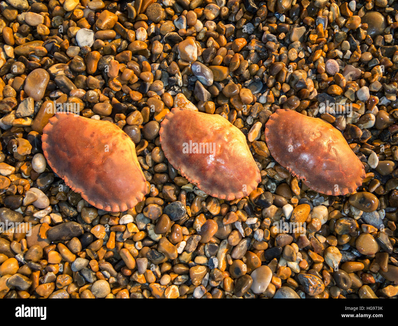 Drei leere Krabben Muscheln in absteigender Größe, aufgereiht auf einem Kiesstrand direkt von oben als drei fliegenden Enten genommen Stockfoto