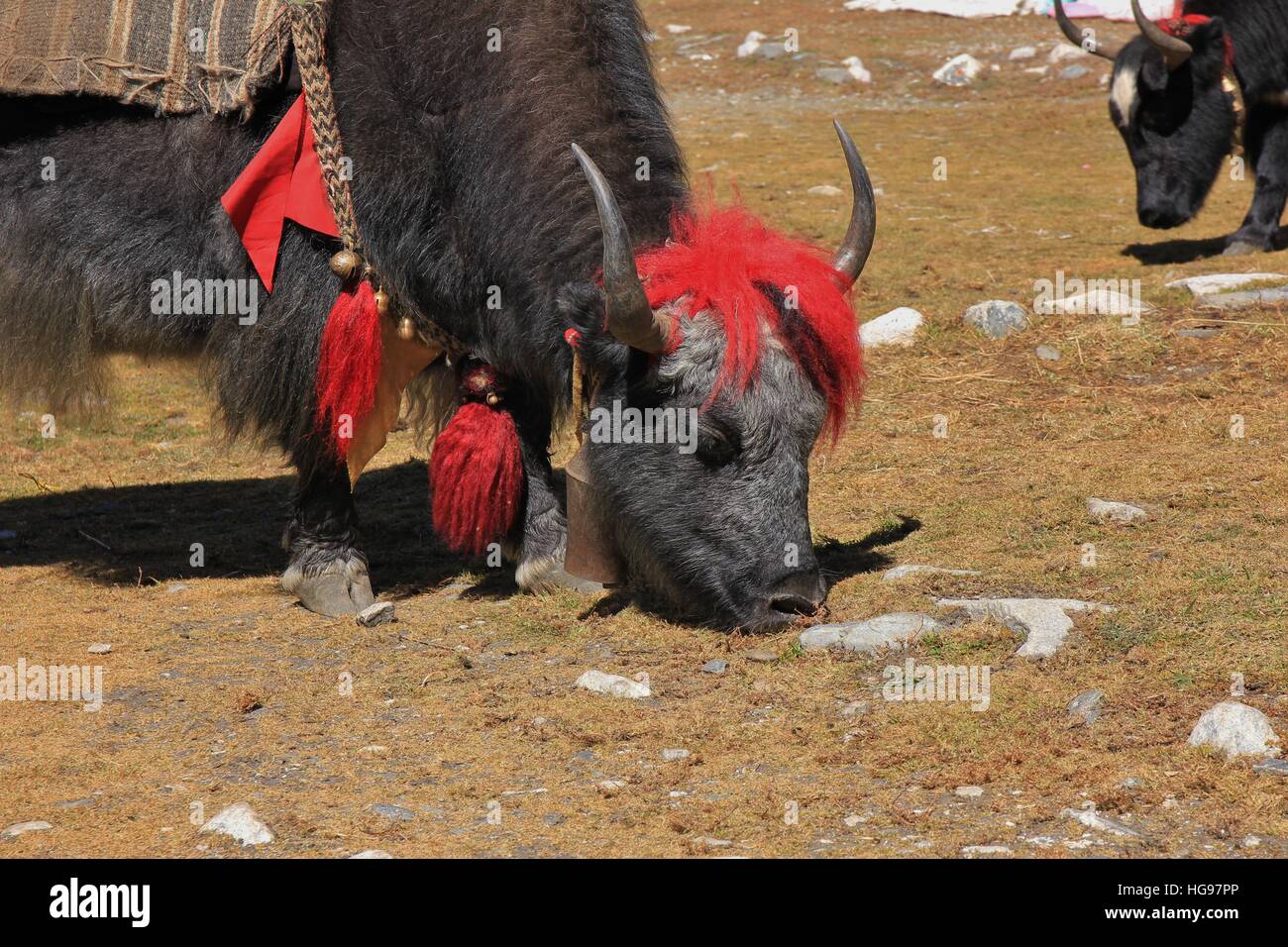 Fotografiert im Everest Nationalpark Nepal Jak. Punk wie Frisur. Stockfoto
