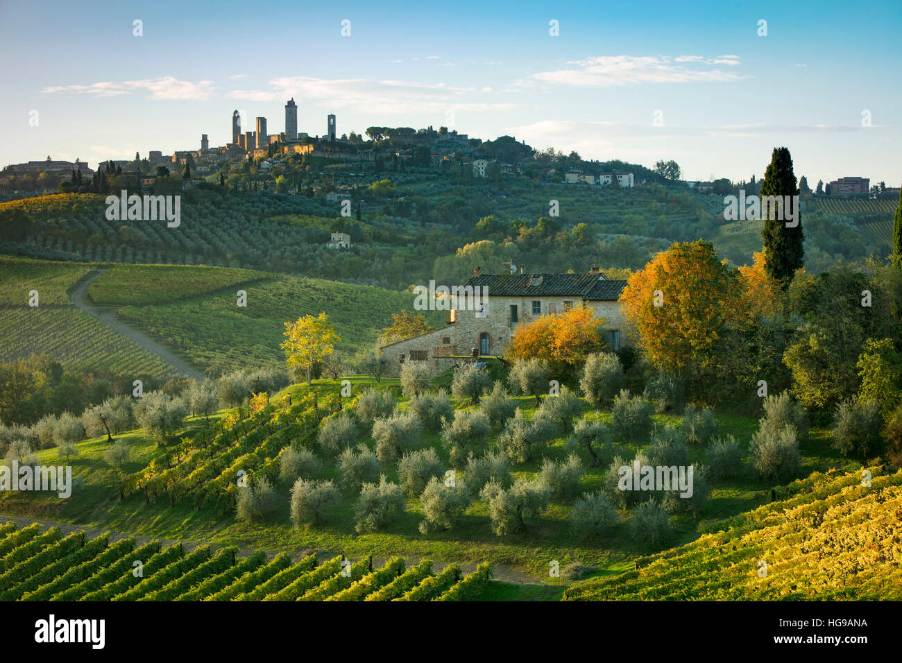 Weinberge und Olivenhaine unter San Gimignano, Toskana, Italien Stockfoto