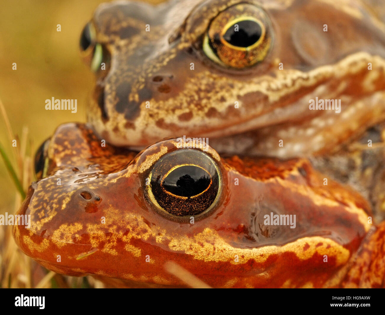 Nahaufnahme von zwei Zucht europäischen gemeinsamen Frösche (Rana Temporaria) europäischen braunen Grasfrosch / Europäische Grasfrosch im Amplexus Stockfoto