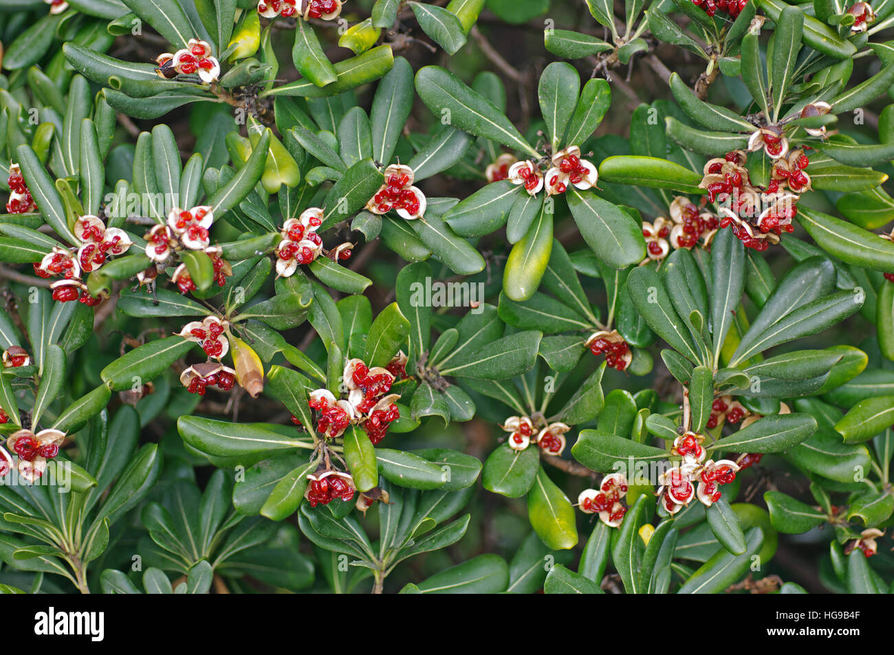 Pittosporum Tobira (australische Lorbeer oder japanische Cheesewood) mit reifen Samen. Heimisch in südlichen Japan und China Stockfoto