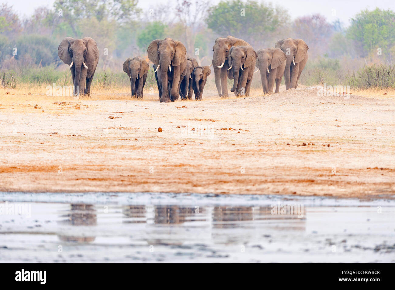 Elefanten Herde Hwange Simbabwe ausgeführt Wasserloch Stockfoto