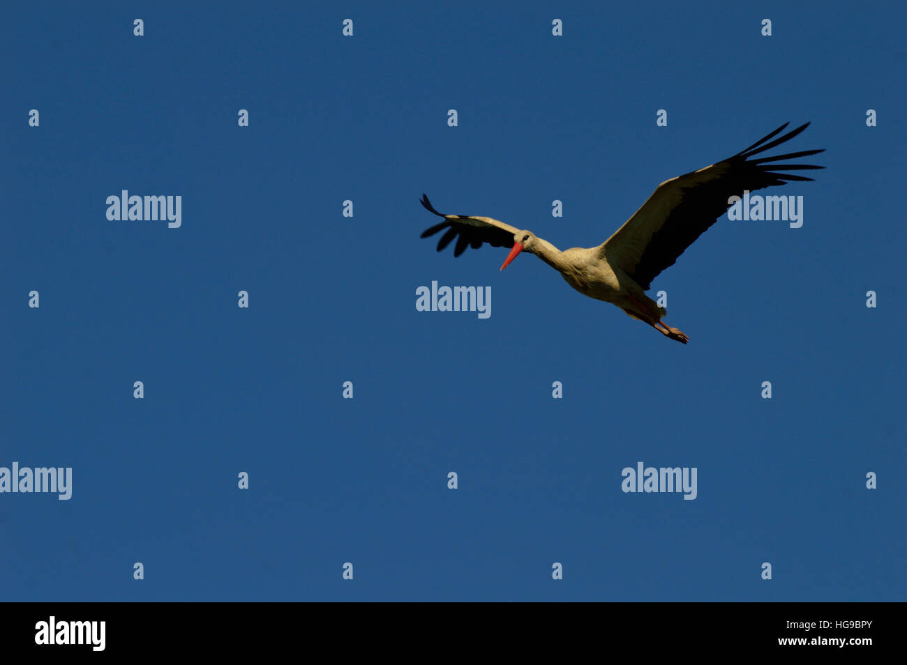 Storch im Flug auf einem Hintergrund des blauen Himmels Stockfoto