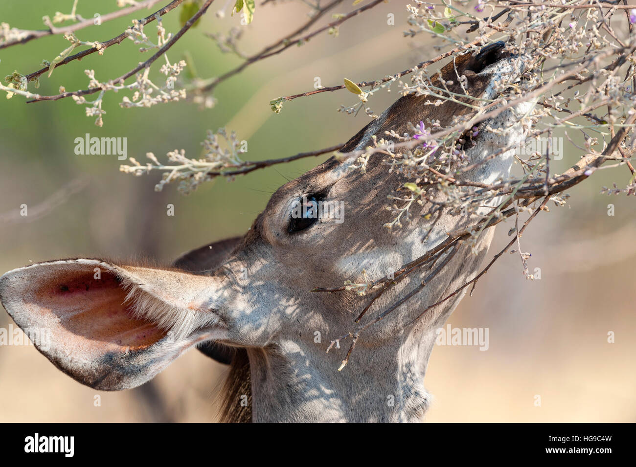 Große Kudu durchsuchen Baums Essen Essen Blätter in der Nähe Stockfoto