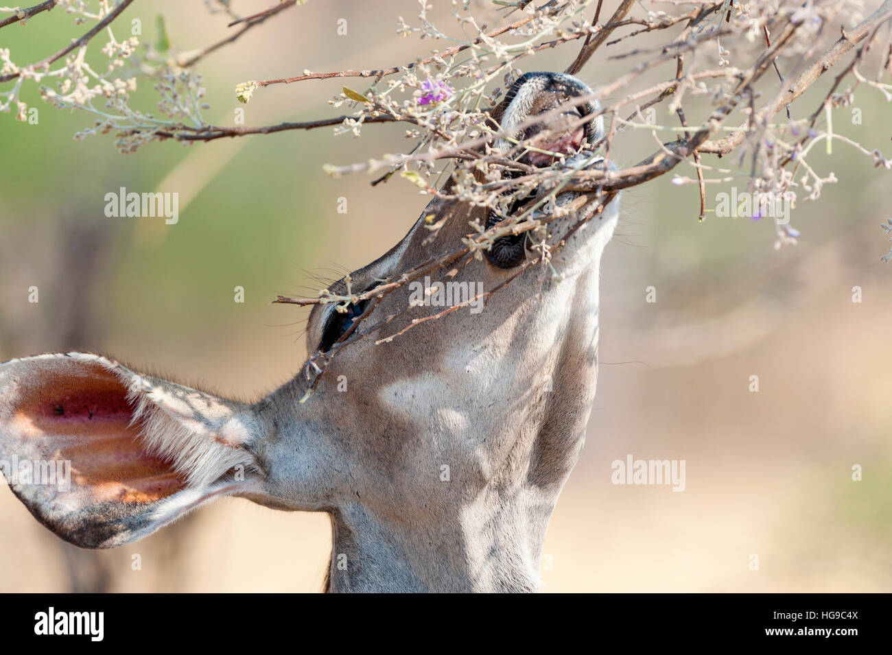 Große Kudu durchsuchen Baums Essen Essen Blätter in der Nähe Stockfoto