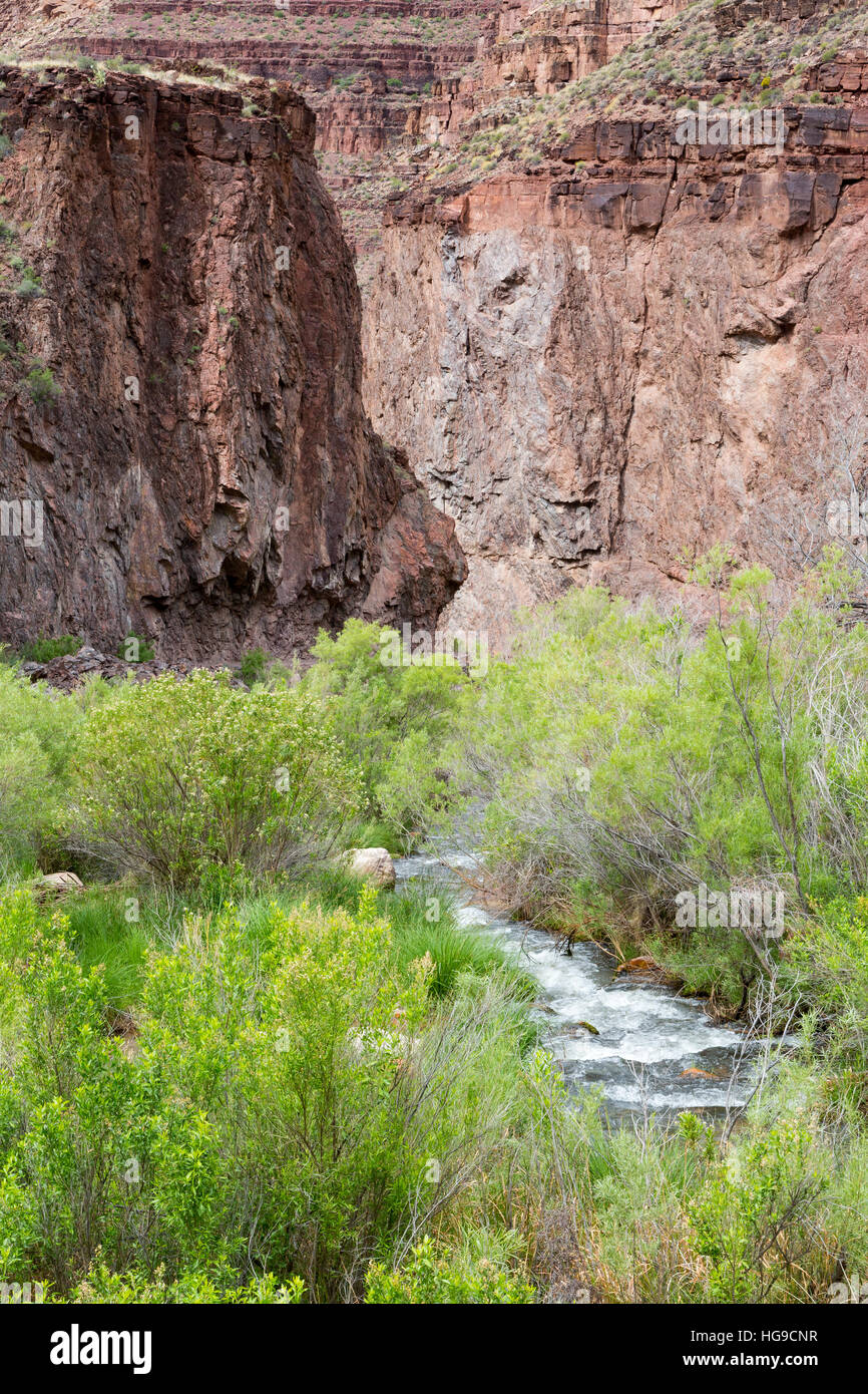 Bright Angel Creek fließt vorbei in Richtung Grand Canyon Supergroup Ufervegetation. Grand Canyon Nationalpark in Arizona Stockfoto