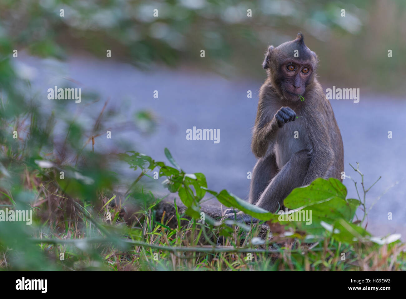 Makaken in Natur Lebensraum, Phetburi, Thailand Stockfoto