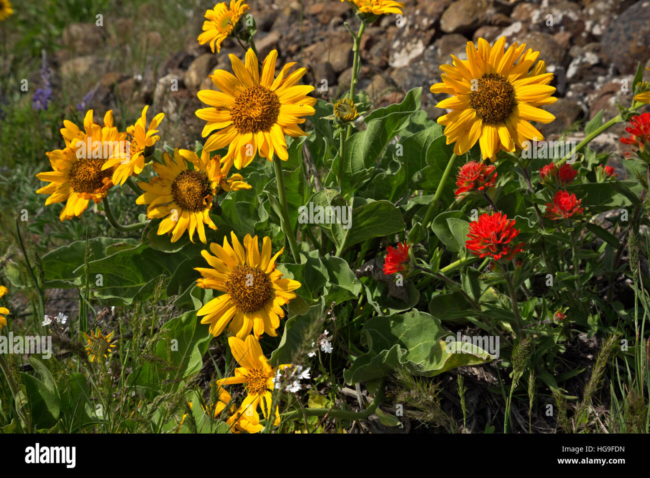 Balsamwurzel und Pinsel entlang der Strecke bis Stapler Butte im Bereich Dalles Mountain Ranch des Columbia Hills State Park. Stockfoto