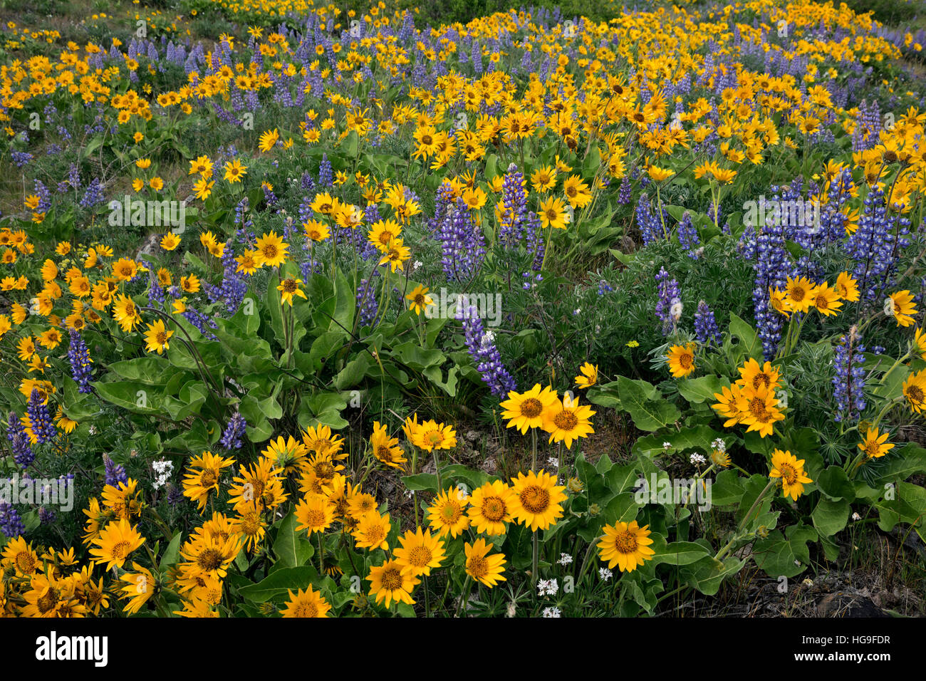 Balsamwurzel und Lupine bedeckt Hänge entlang des Weges Stacker Butte im Abschnitt Dalles Mountain Ranch der Columbia Hills. Stockfoto