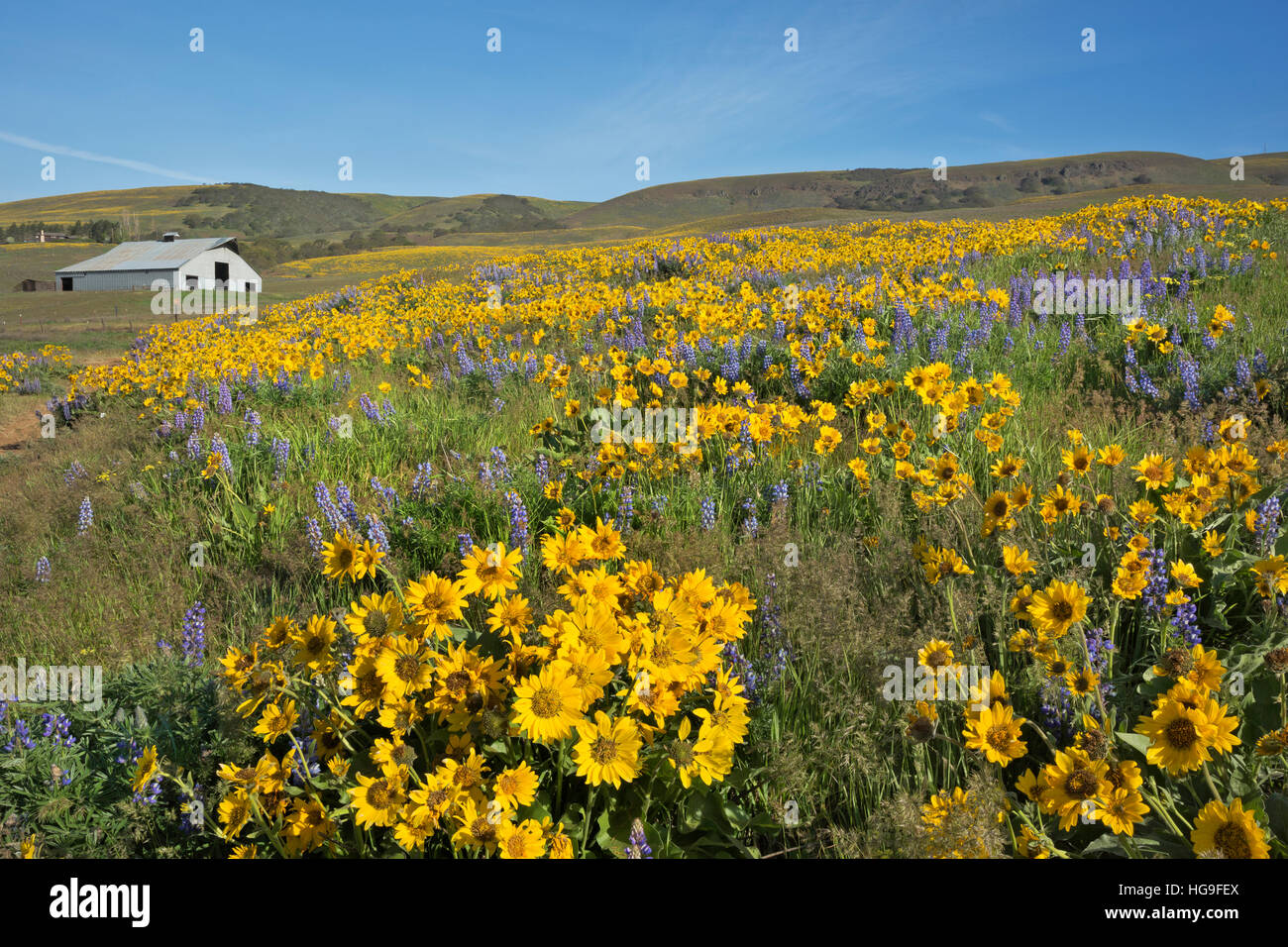 WASHINGTON - Balsamwurzel und Lupinen blühen auf einer Wiese am Dalles Mountain Ranch, Teil des Columbia Hills State Park. Stockfoto