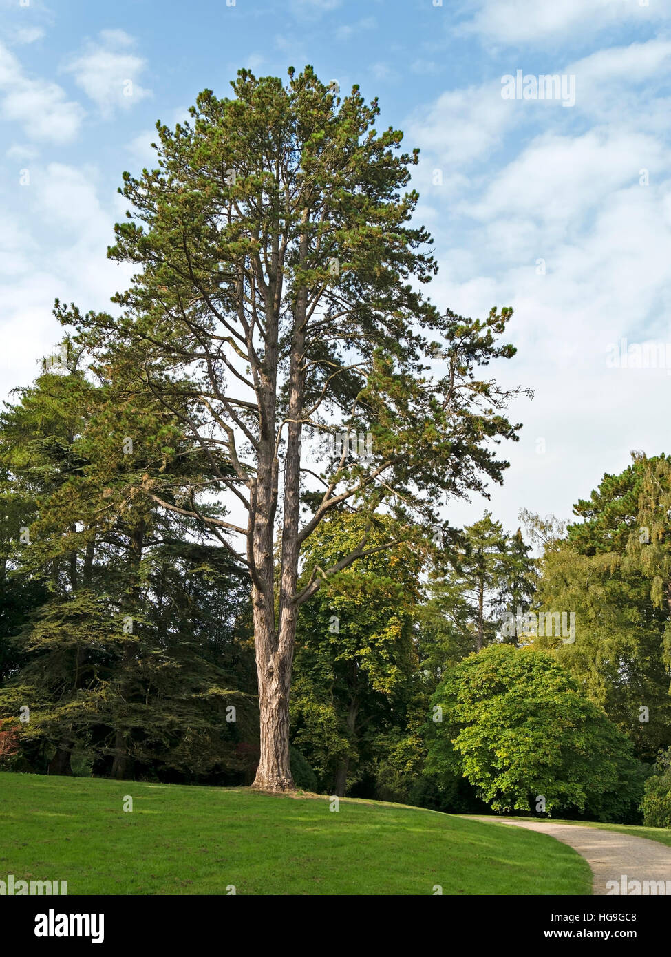 Österreichischen oder schwarz-Kiefer (Pinus Nigra), Westonbirt Arboretum, Gloucestershire, England, UK. Stockfoto