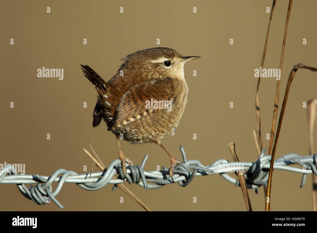 Eurasische Zaunkönig Troglodytes Troglodytes männlichen im Winterkleid thront auf einem Stacheldrahtzaun Stockfoto