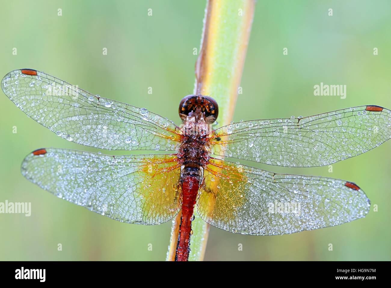 Gelb-winged Darter, Sympetrum flaveolum Stockfoto