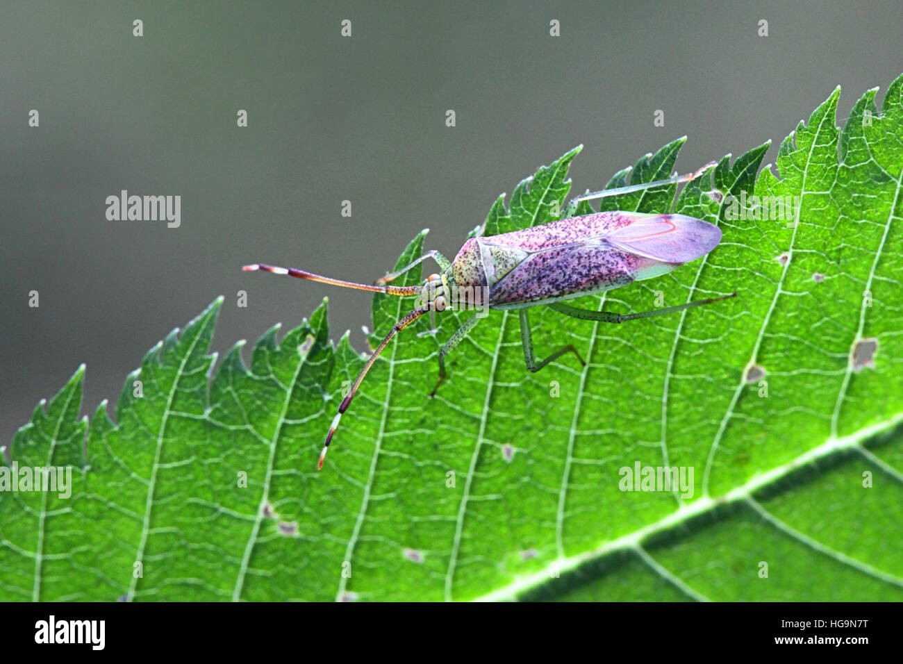 Mirid Bug, Pantilius tunicatus Stockfoto