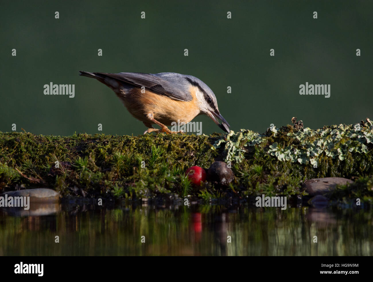 Kleiber Sitta Europaea, auf Moos bedeckt melden, Fütterung und spiegelt sich in einem Pool in Wäldern, Wareham, Dorset, England, UK Stockfoto