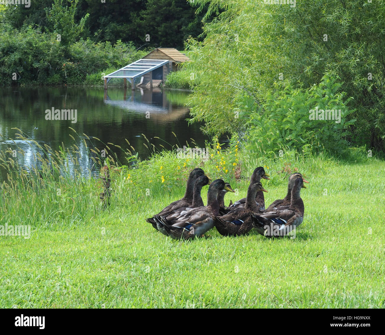 Gruppe enten wasser Fotos und Bildmaterial in hoher Auflösung Alamy