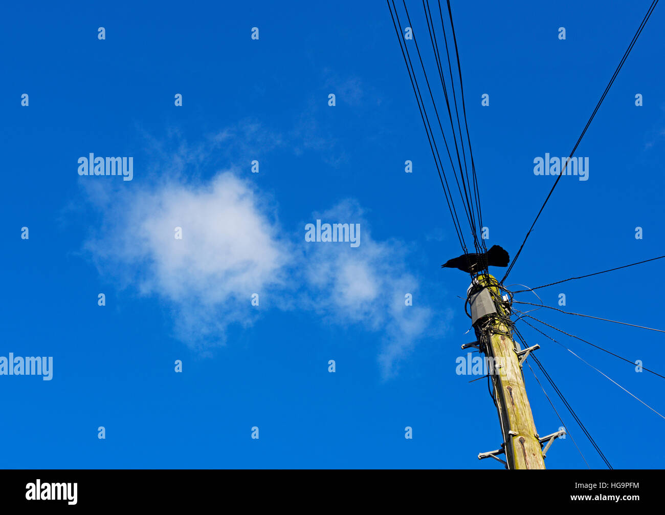 Hoch oben auf Telefonmast Dohle Stockfoto