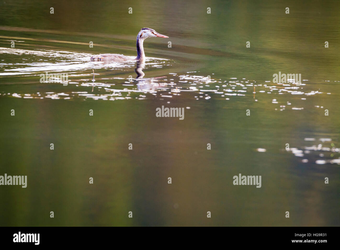 Great Crested Grebe (Podiceps Cristatus) juvenile schwimmen auf dem Wasser. Niederschlesien. Polen. Stockfoto