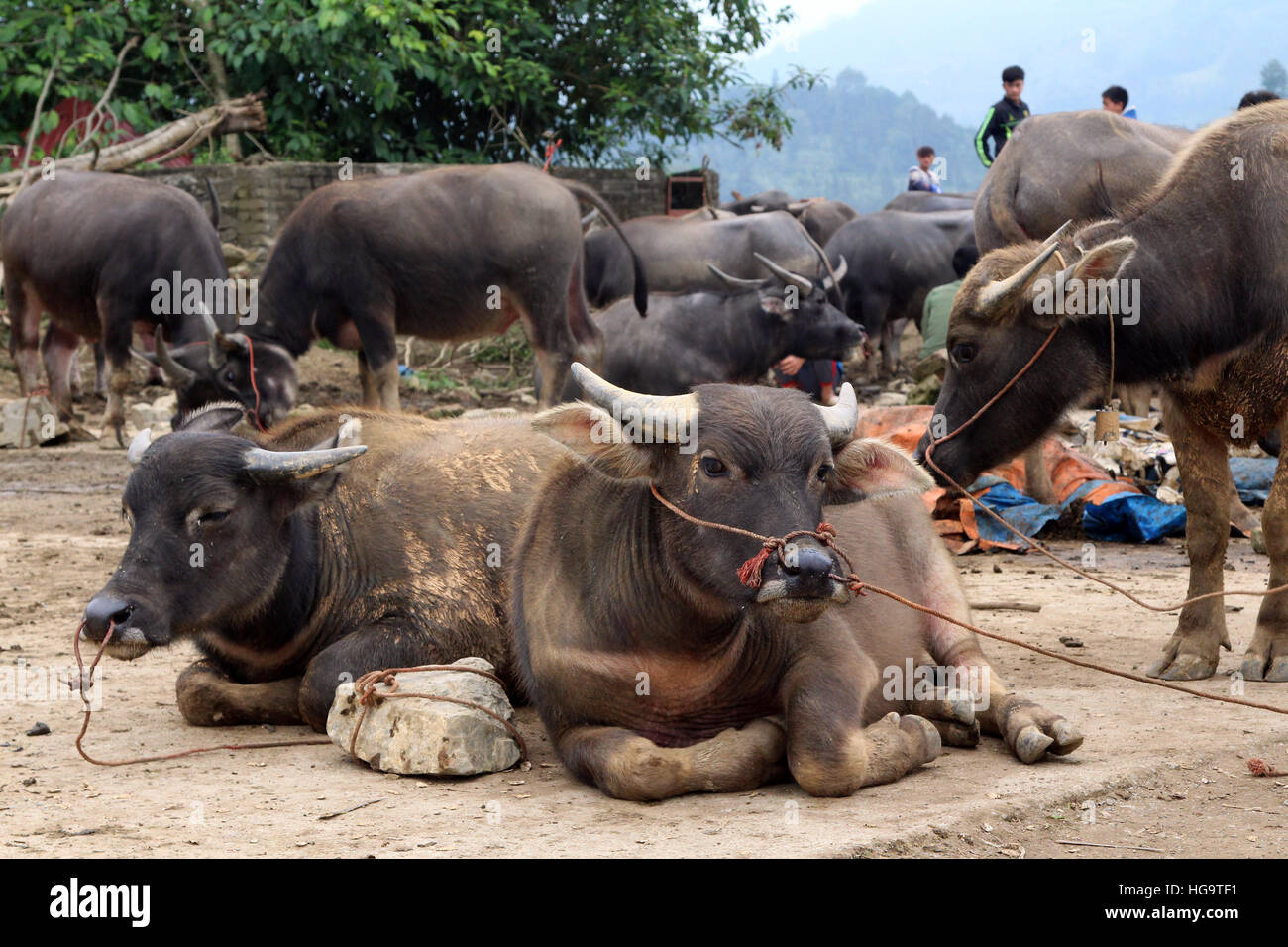 Wasserbüffel gebunden und für Verkauf am Sonntag Markt in Bac Ha, Lao Cai, Vietnam Stockfoto