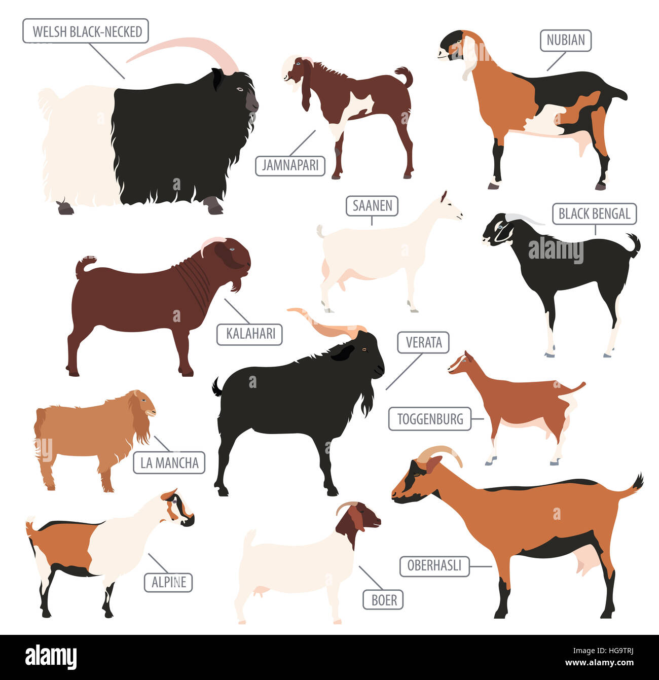 Ziege-Rassen-Icon-Set. Die Viehzucht. Flaches Design. Vektor-illustration Stockfoto