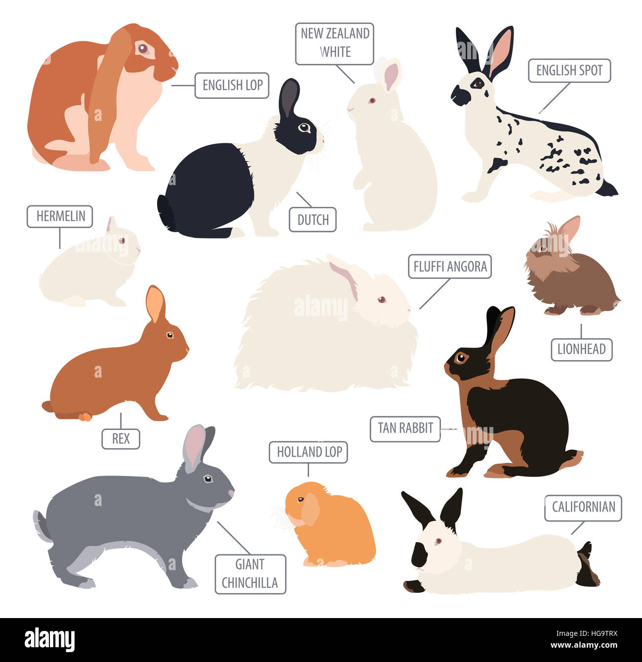 Kaninchen, Lapin-Rasse-Icon-Set. Flaches Design. Vektor-illustration Stockfoto
