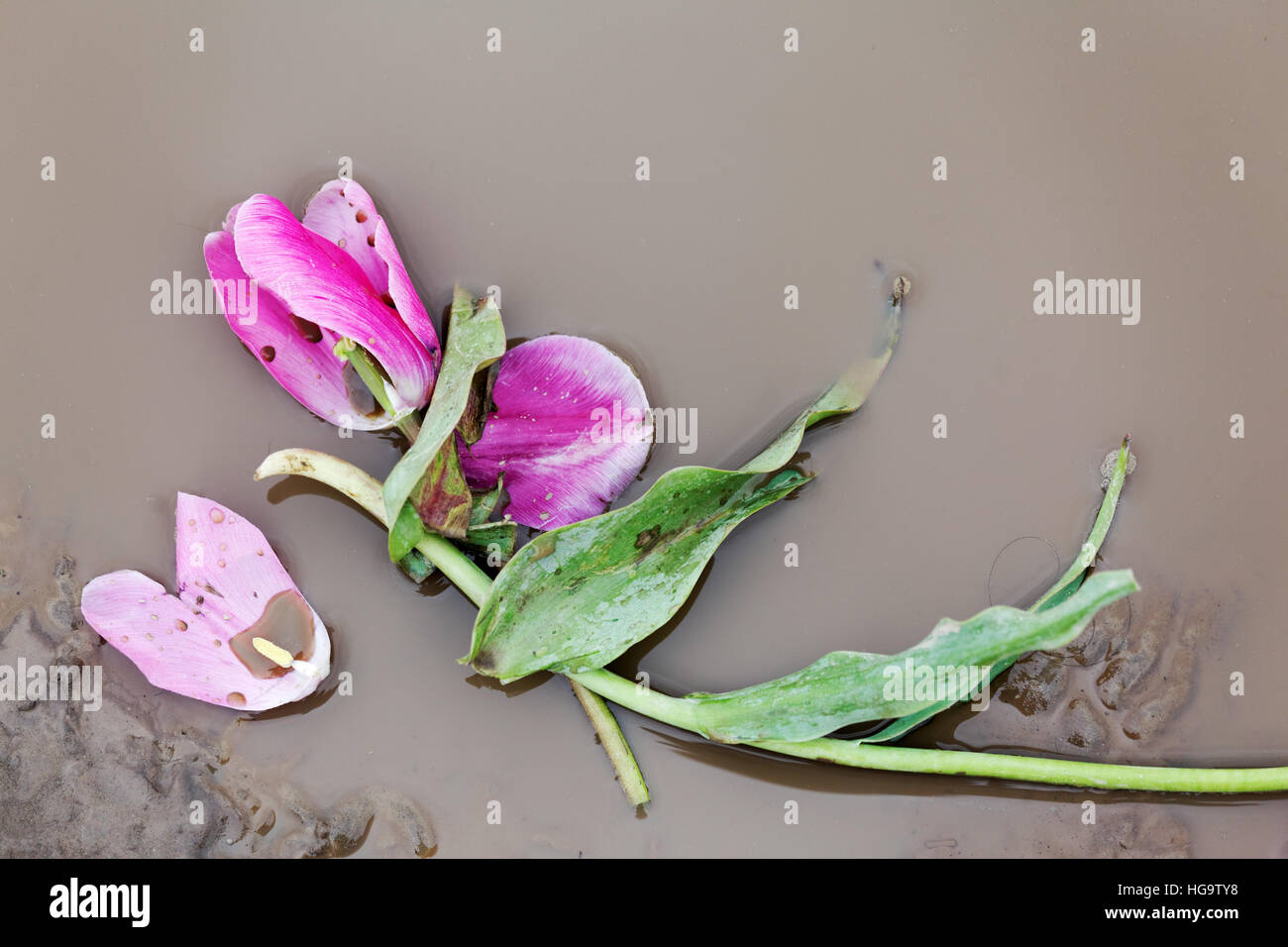 Gebrochen Tulpe Blume Verlegung im schlammigen Wasser, Skagit Valley, Skagit County, Washington Stockfoto
