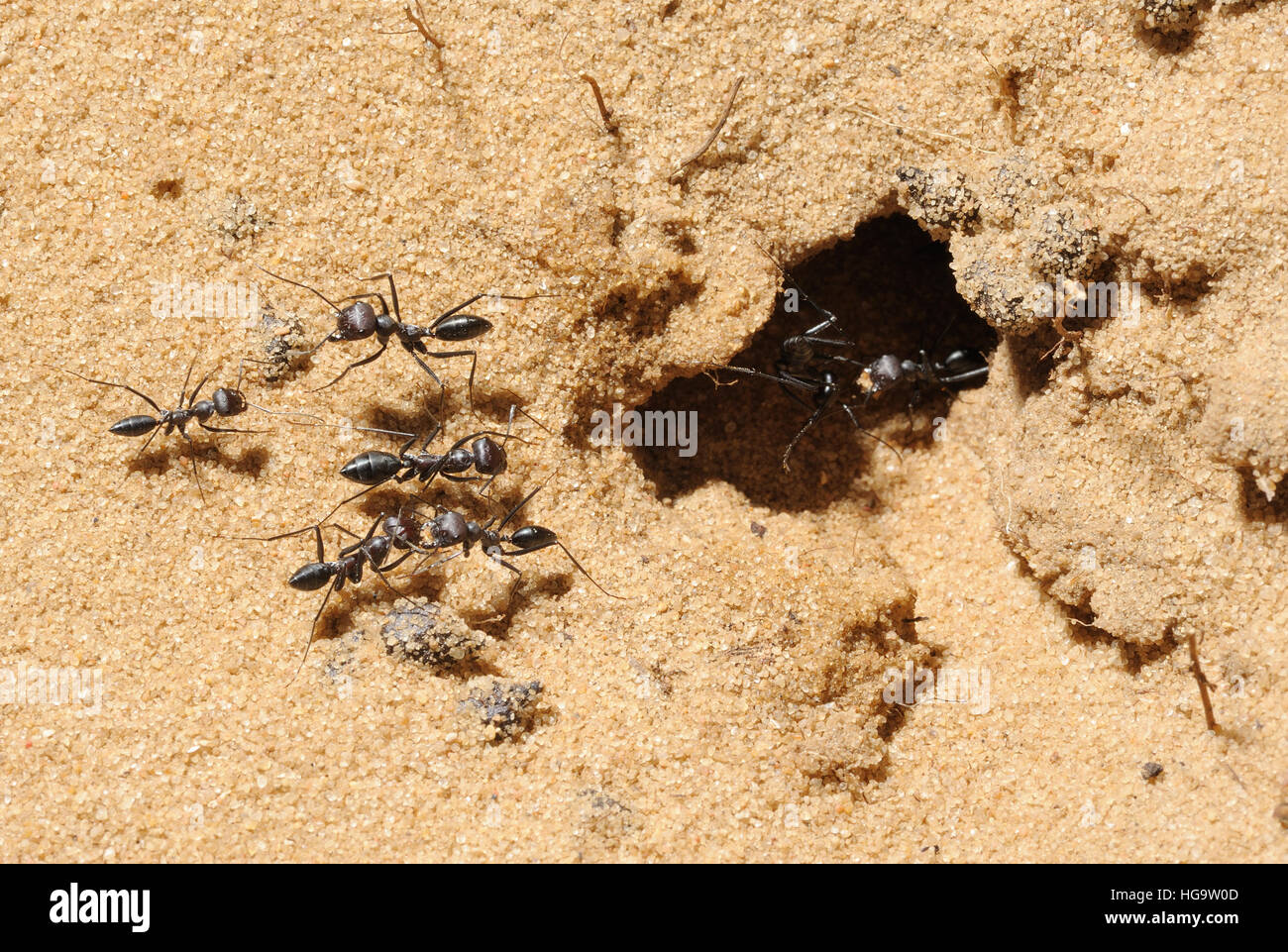 Nahaufnahme der Natur des Israel - Cataglyphis Ameisen Stockfoto