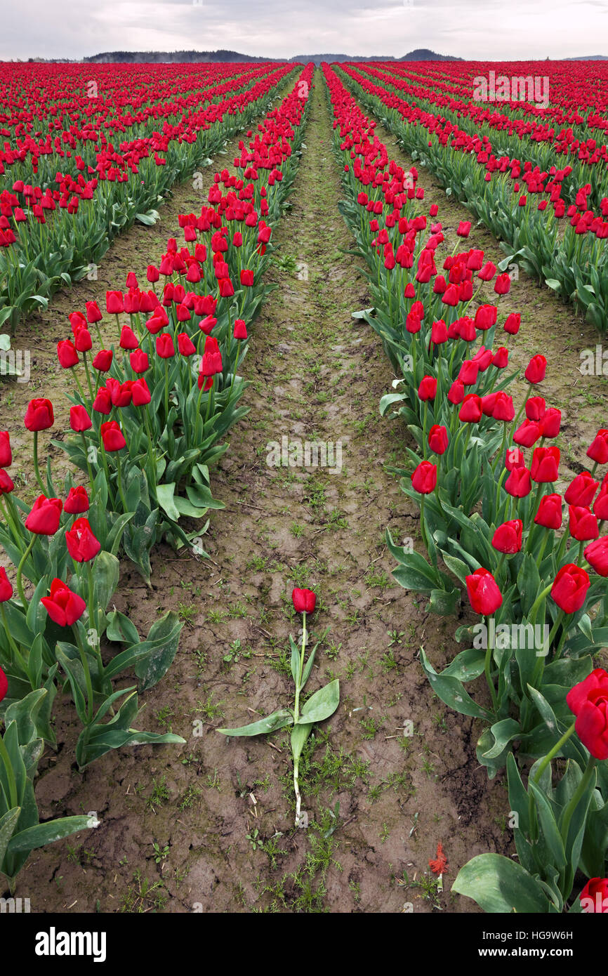Rote Tulpe Blume Verlegung zwischen Reihen von roten Tulpen, Skagit Valley, Skagit County, Washington gebrochen Stockfoto