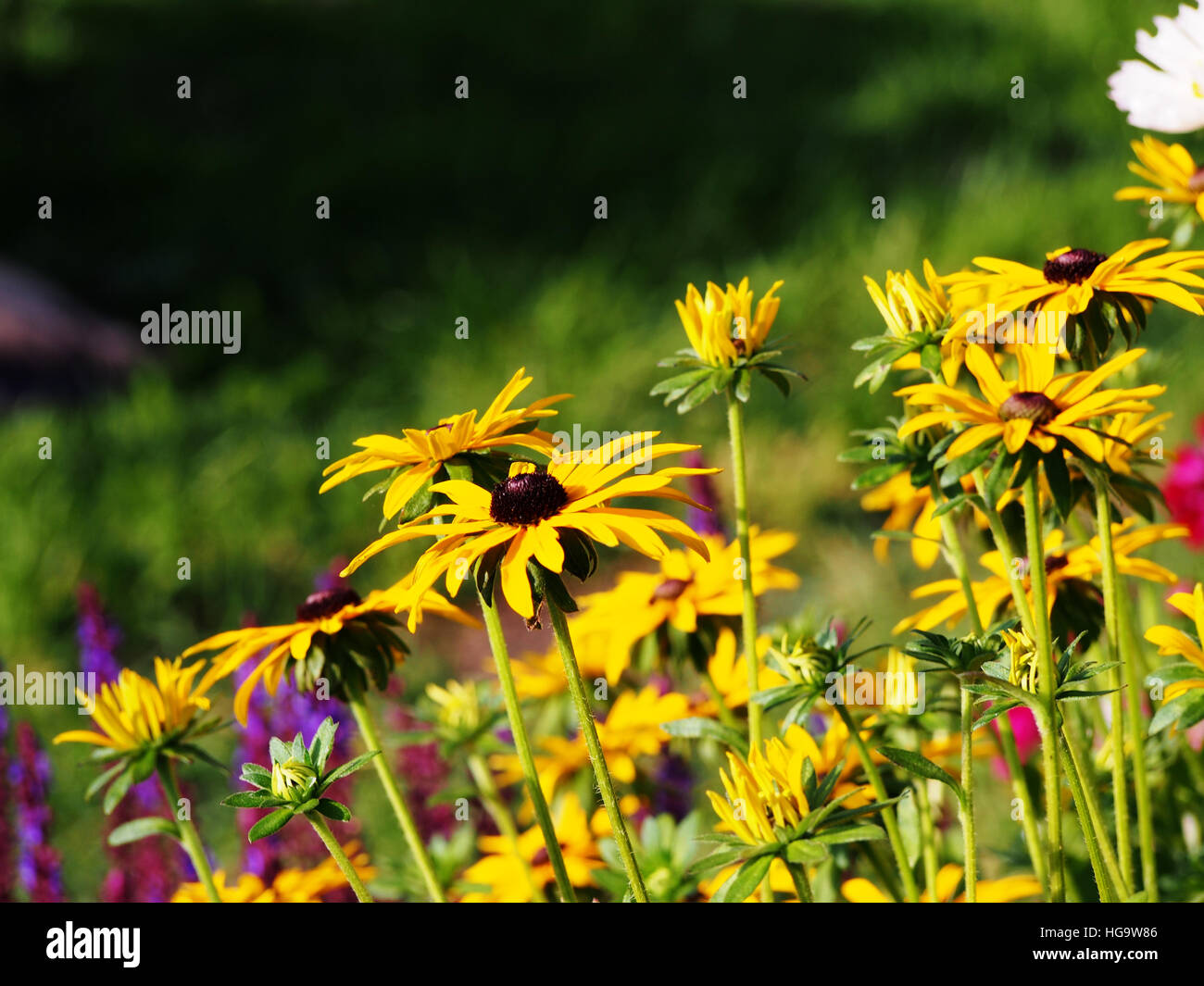 Rudbeckia Fulgida 'Goldstrum' (orange Sonnenhut) in voller Blüte Stockfoto