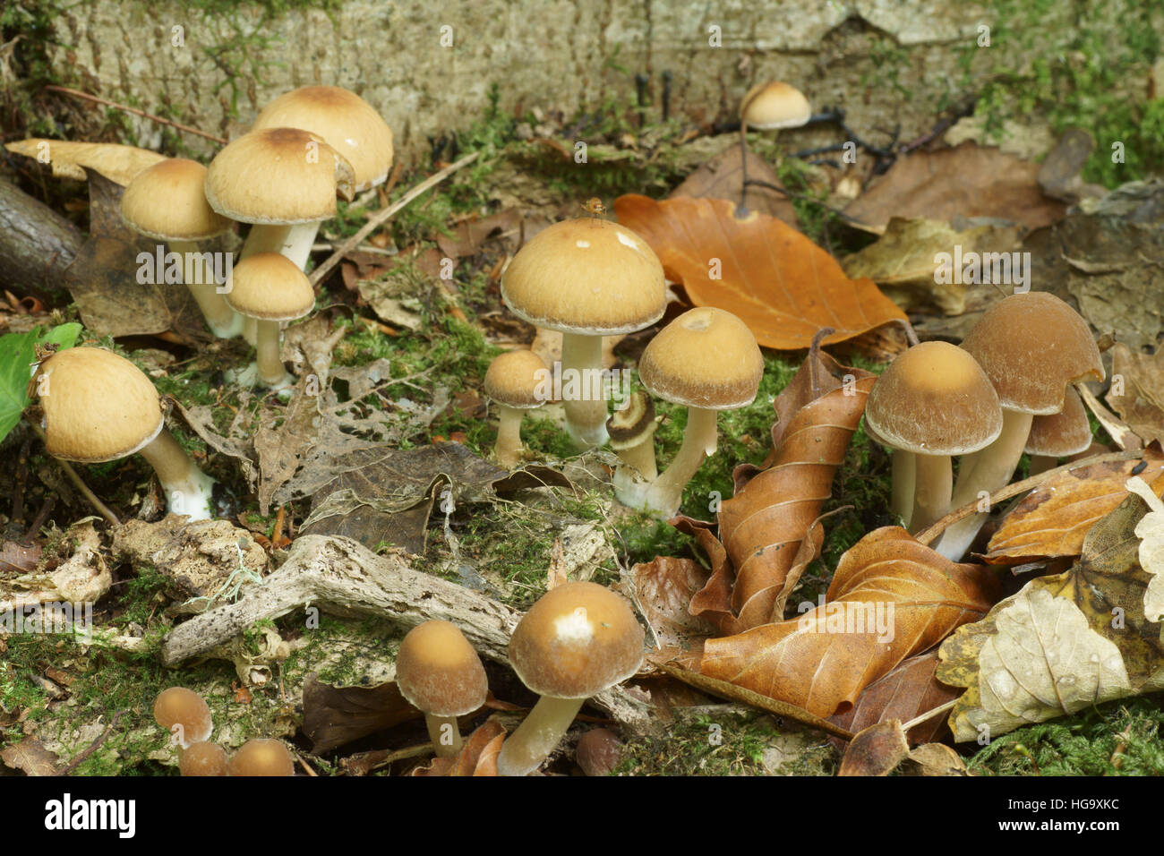 Im Herbst Pilze Stockfoto