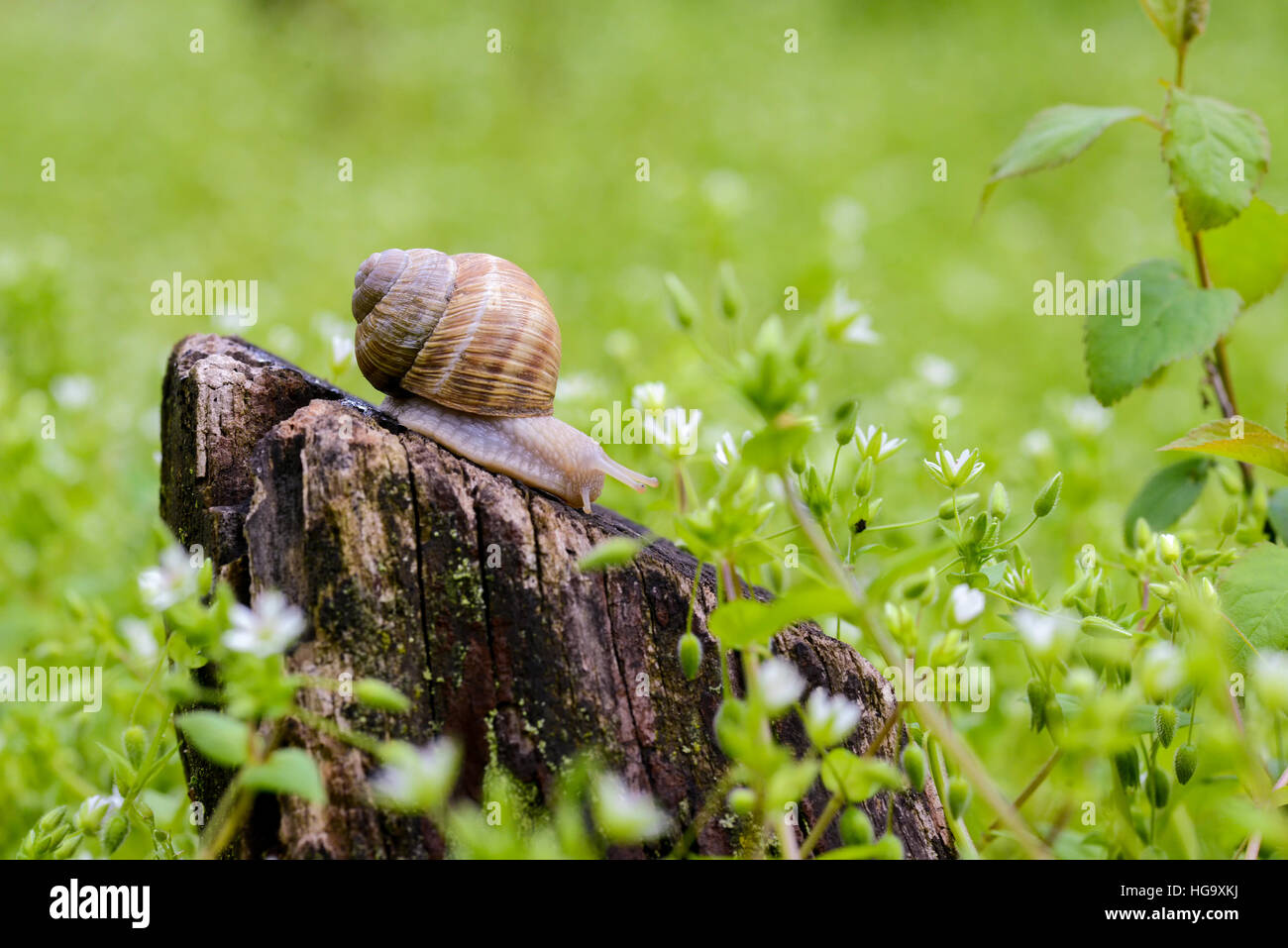 Schnecke auf den Stumpf in der Natur bei Tageslicht Stockfoto