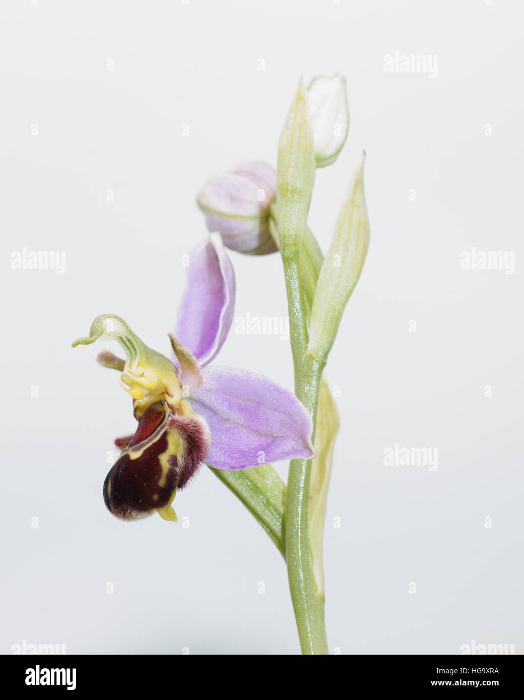 (Bienen-ragwurz Ophrys apifera) Stockfoto