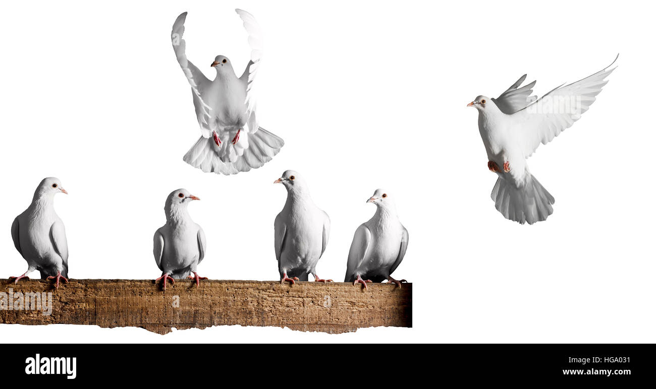 Satz von weißen Tauben auf einem weißen Hintergrund, Valentinstag, Liebe, Liebe, Herz, Tag, Symbol der Liebe Stockfoto