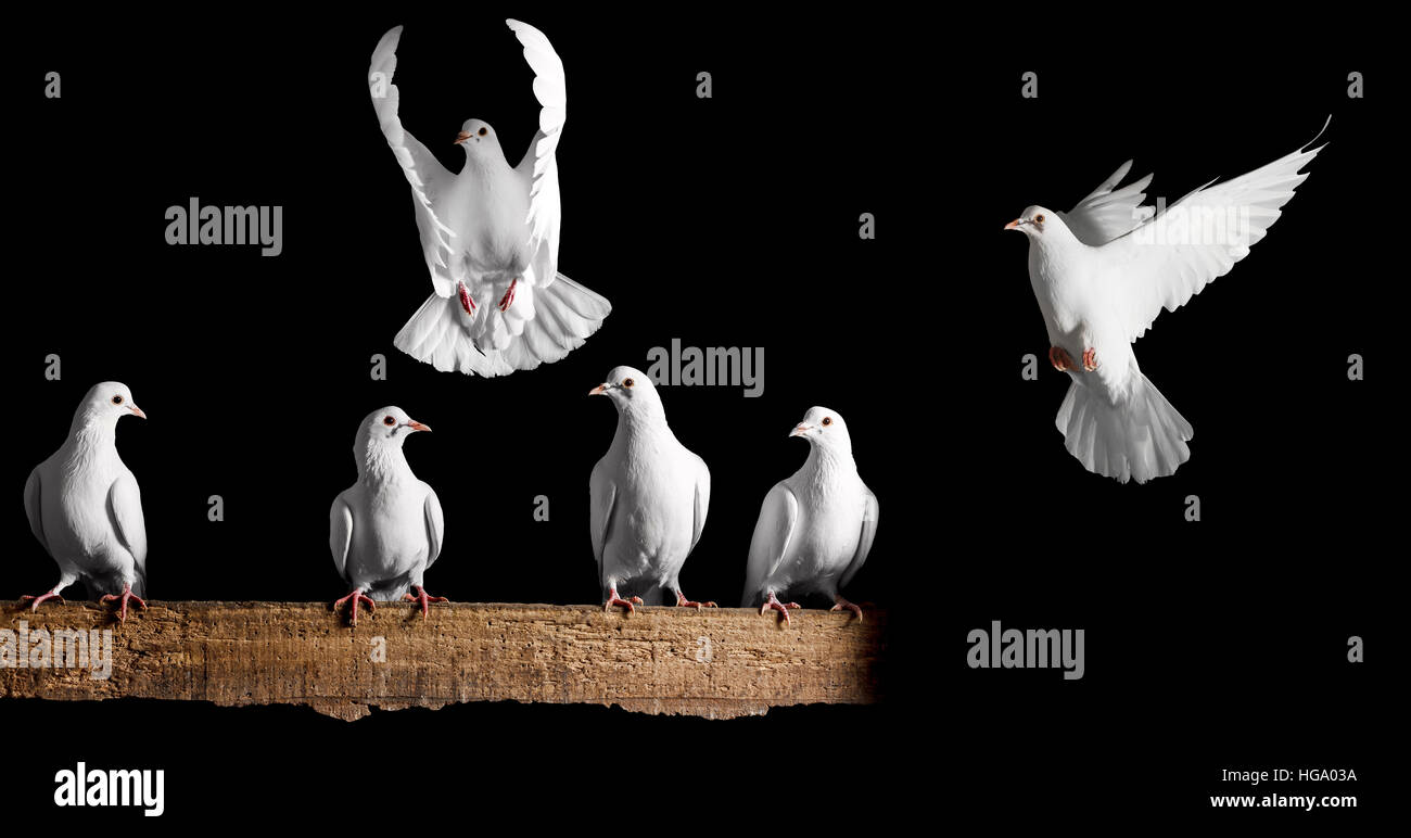 Satz von weißen Tauben auf einem schwarzen Hintergrund, Valentinstag, Liebe, Liebe, Herz, Tag, Symbol der Liebe Stockfoto