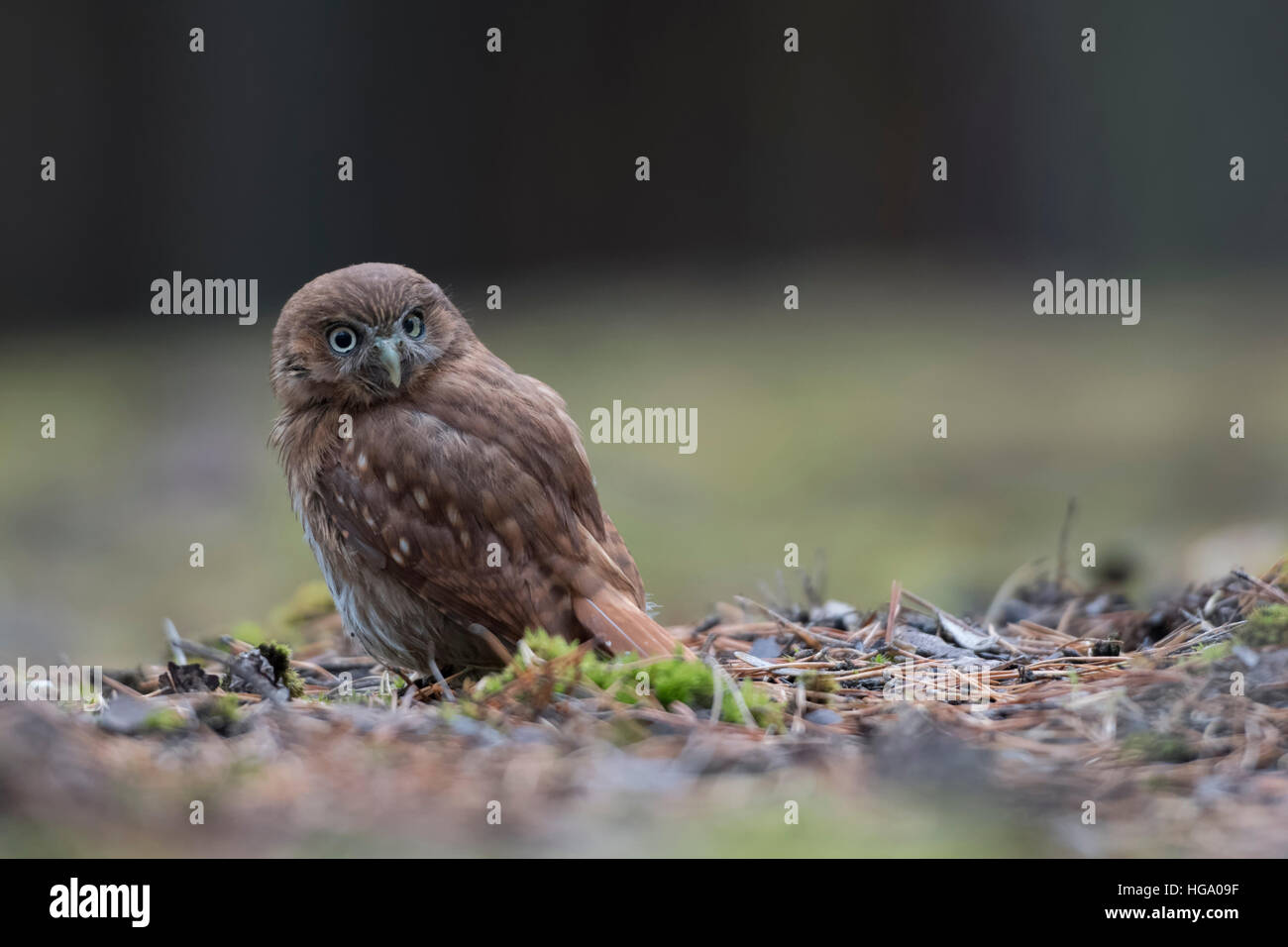 Eisenhaltige Pygmy Eule (Glaucidium Brasilianum), sitzen auf dem Boden, Rückseite Blick wacht über seine Schulter. Stockfoto